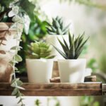 FEJKA Artificial potted plant with pot, in/outdoor Succulent, 6 cm 3 pack - Image 2