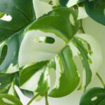 FEJKA Artificial plant with wall holder, in/outdoor/green - Image 7