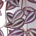 FEJKA Artificial plant with wall holder, in/outdoor/green/lilac - Image 9