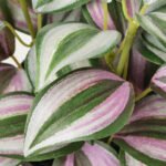 FEJKA Artificial potted plant, in/outdoor Spiderwort, 9 cm - Image 3
