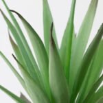 FEJKA Artificial potted plant with pot, in/outdoor Succulent, 6 cm - Image 5