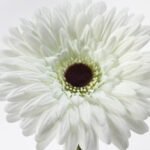 SMYCKA Artificial flower, Gerbera/white, 50 cm - Image 2