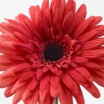 SMYCKA Artificial flower, Gerbera/red, 50 cm - Image 2
