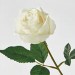 SMYCKA Artificial flower, in/outdoor/Rose white, 40 cm - Image 3