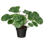 FEJKA Artificial potted plant, in/outdoor Pilea, 9 cm