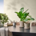 FEJKA Artificial potted plant, in/outdoor Pilea, 9 cm - Image 3