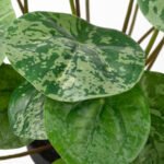 FEJKA Artificial potted plant, in/outdoor Pilea, 9 cm - Image 4