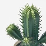 FEJKA Artificial potted plant, in/outdoor Cactus, 6 cm - Image 3