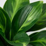 FEJKA Artificial potted plant, in/outdoor/plantain lily, 9 cm - Image 3