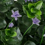 FEJKA Artificial potted plant, in/outdoor/flowering lilac, 12 cm - Image 3