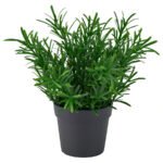 FEJKA Artificial potted plant, in/outdoor/Rosemary, 9 cm