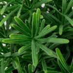 FEJKA Artificial potted plant, in/outdoor/Rosemary, 9 cm - Image 3