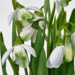 FEJKA Artificial potted plant, in/outdoor/snowdrop white, 9 cm - Image 2