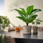 FEJKA Artificial potted plant, in/outdoor Banana tree, 12 cm - Image 3