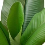 FEJKA Artificial potted plant, in/outdoor Banana tree, 12 cm - Image 4
