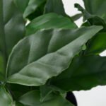 FEJKA Artificial potted plant, in/outdoor/sweet bay, 9 cm - Image 3