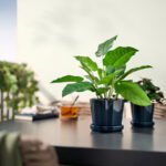 FEJKA Artificial potted plant, in/outdoor calathea, 12 cm - Image 3