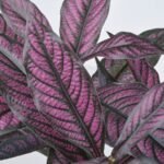 FEJKA Artificial potted plant, in/outdoor Persian shield, 15 cm - Image 4