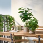 FEJKA Artificial potted plant, in/outdoor Aralia, 12 cm - Image 3