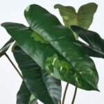 FEJKA Artificial potted plant, in/outdoor Philodendron/green/white, 15 cm - Image 4