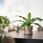 FEJKA Artificial potted plant, in/outdoor Crocodile fern, 12 cm - Image 3