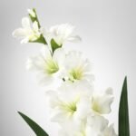 SMYCKA Artificial flower, Gladiolus/white, 100 cm - Image 3