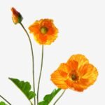 SMYCKA Artificial flower, in/outdoor/Poppy orange, 60 cm - Image 3