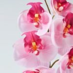 SMYCKA Artificial flower, in/outdoor/Orchid pink, 60 cm - Image 3