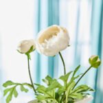 SMYCKA Artificial flower, in/outdoor Ranunculus/white, 52 cm - Image 4