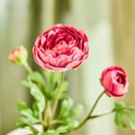 SMYCKA Artificial flower, in/outdoor Ranunculus/dark pink, 52 cm - Image 4