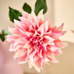 SMYCKA Artificial flower, in/outdoor Dahlia/pink, 65 cm - Image 4