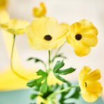 SMYCKA Artificial flower, in/outdoor Ranunculus/yellow, 63 cm - Image 5