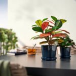 FEJKA Artificial potted plant, in/outdoor Croton, 12 cm - Image 3