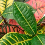 FEJKA Artificial potted plant, in/outdoor Croton, 12 cm - Image 4