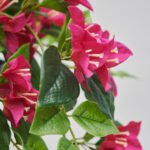 FEJKA Artificial potted plant, in/outdoor/Bouganvilla pink, 12 cm - Image 2