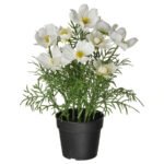 FEJKA Artificial potted plant, in/outdoor/cosmos white, 9 cm
