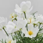 FEJKA Artificial potted plant, in/outdoor/cosmos white, 9 cm - Image 2
