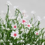 FEJKA Artificial potted plant, in/outdoor/Baby’s breath white, 9 cm - Image 2