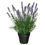 FEJKA Artificial potted plant, in/outdoor/Lavender lilac, 12 cm