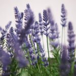 FEJKA Artificial potted plant, in/outdoor/Lavender lilac, 12 cm - Image 2