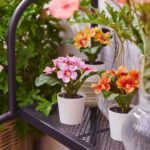 FEJKA Artificial potted plant, in/outdoor/primrose mixed colours, 6 cm - Image 2