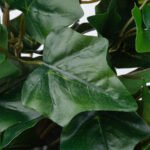 FEJKA Artificial potted plant, in/outdoor hanging/Ivy, 15 cm - Image 4