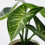 FEJKA Artificial potted plant, set of 3, in/outdoor leaf - Image 4