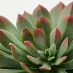 FEJKA Artificial potted plant, set of 3, in/outdoor succulent - Image 4