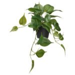 FEJKA Artificial potted plant, in/outdoor golden pothos/hanging
