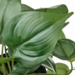 FEJKA Artificial potted plant, in/outdoor golden pothos/hanging - Image 3
