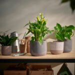 BUSKKAPRIFOL Plant pot, in/outdoor/beige, 12 cm - Image 4