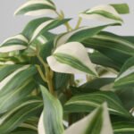 FEJKA Artificial potted plant, in/outdoor/tradescantia zebrina, 12 cm - Image 4