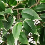 FEJKA Artificial potted plant, in/outdoor Weeping fig, 21 cm - Image 4