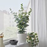 FEJKA Artificial potted plant, in/outdoor eucalyptus, 15 cm - Image 2
